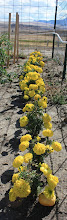 Shirley Shot's Marigolds Fall 2009