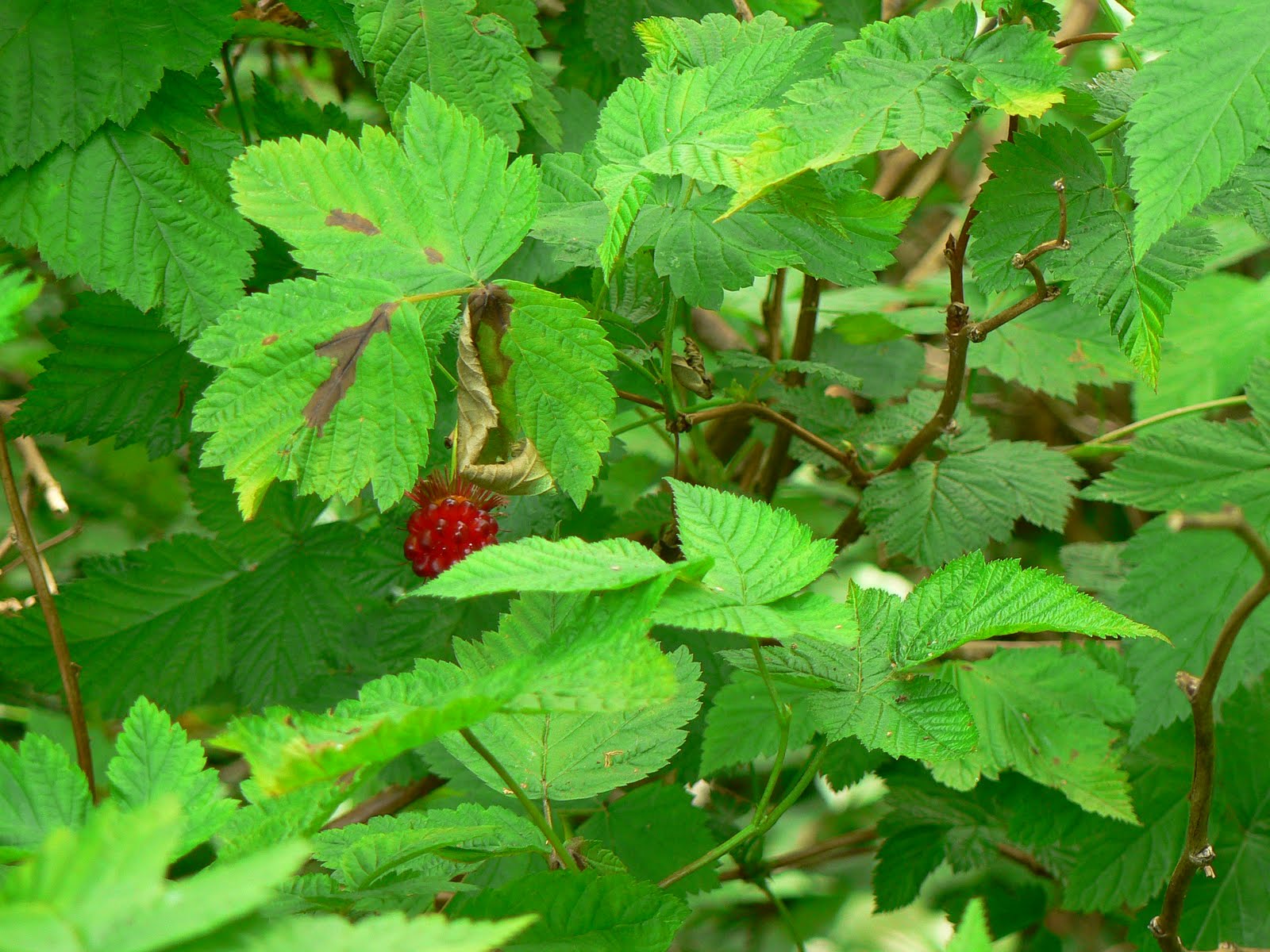 Laura's Blog Wild Berries in the Pacific Northwest (Huckleberry and