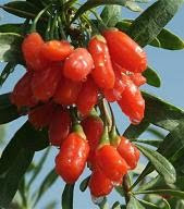 Goji-Lycium barbarum