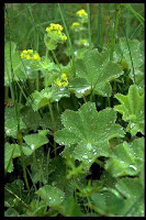 alchemille vulgaire commune