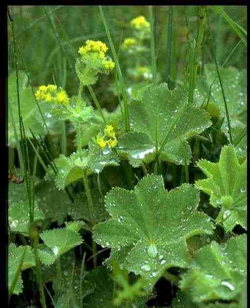 ALCHEMILLE COMMUNE OU VULGAIRE-PHYTOTHERAPIE-HOMEOPATHIE ALCHEMILLE COMMUNE OU VULGAIRE-PHYTOTHERAPIE-HOMEOPATHIE
