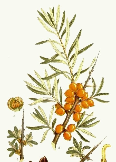 ARGOUSIER (Hippophae rhamnoides)-PHYTOTHERAPIE-HOMEOPATHIE ARGOUSIER (Hippophae rhamnoides)-PHYTOTHERAPIE-HOMEOPATHIE