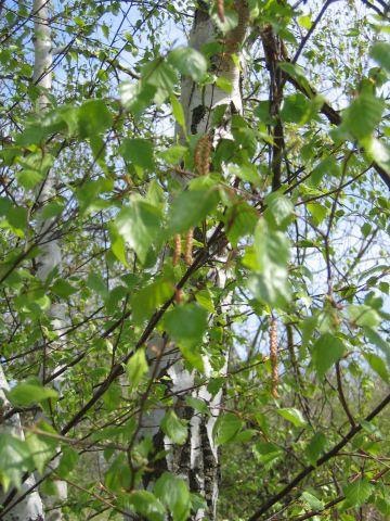 BOULEAU-Betula pendula-PHYTOTHERAPIE-HOMEOPATHIE-MEDECINE BOULEAU-Betula pendula-PHYTOTHERAPIE-HOMEOPATHIE-MEDECINE