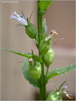 Lobélie Lobelia inflata