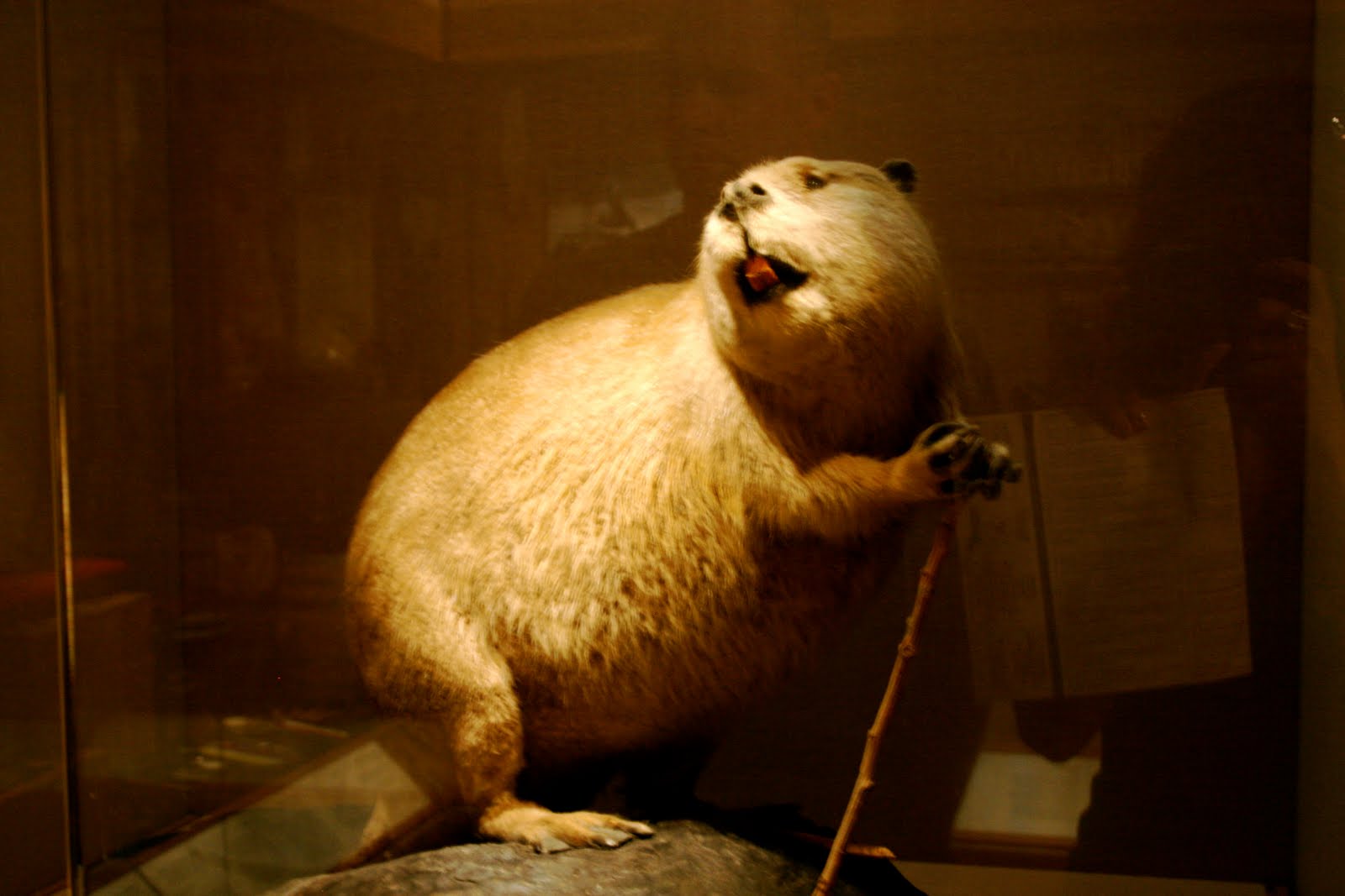 Stuffed Beaver Toy