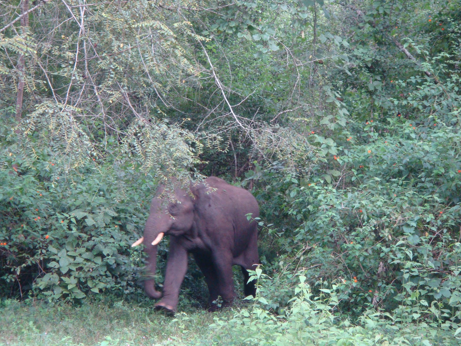 [Elefante salvaje, Andra Pradesh.jpg]