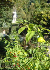 botanic garden