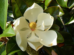 magnolia blossom