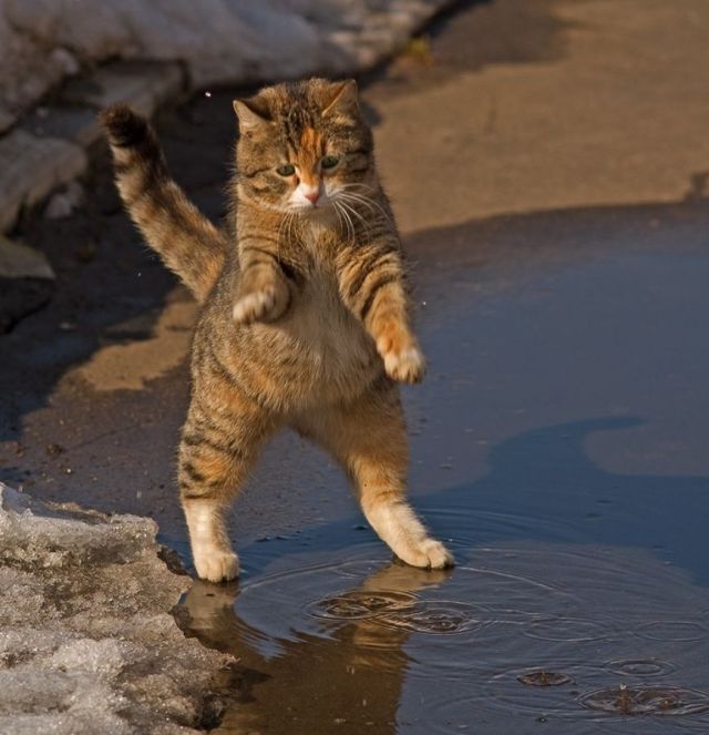 und die Katze tanzt allein…