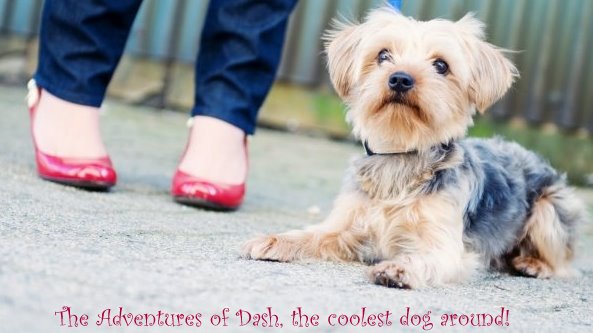 The Adventures of Dash