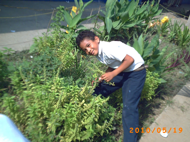 Luis obteniendo semillas de albahaca