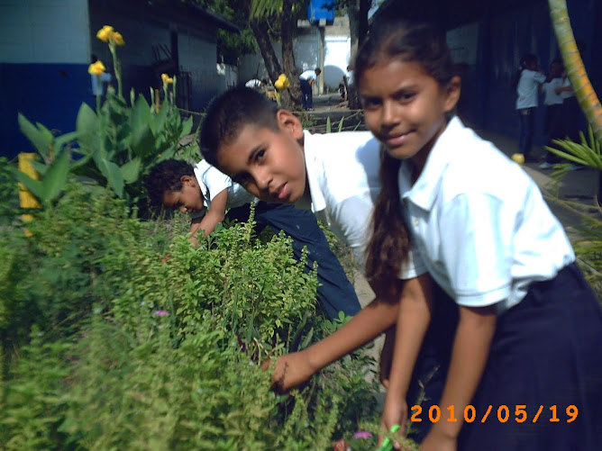 Estudiantes de terecero "D" obteniendo semillas de albahaca blanca