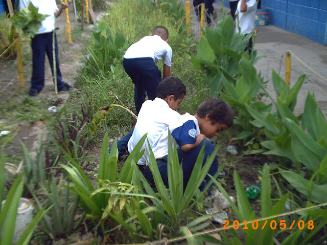 Estudiantes de tercero "D" eliminando la vegetación espontánea de su huerto