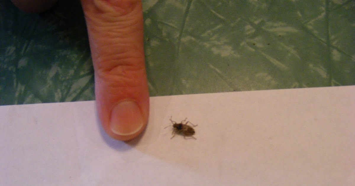 Lay On Macduff Bug in Your Ear