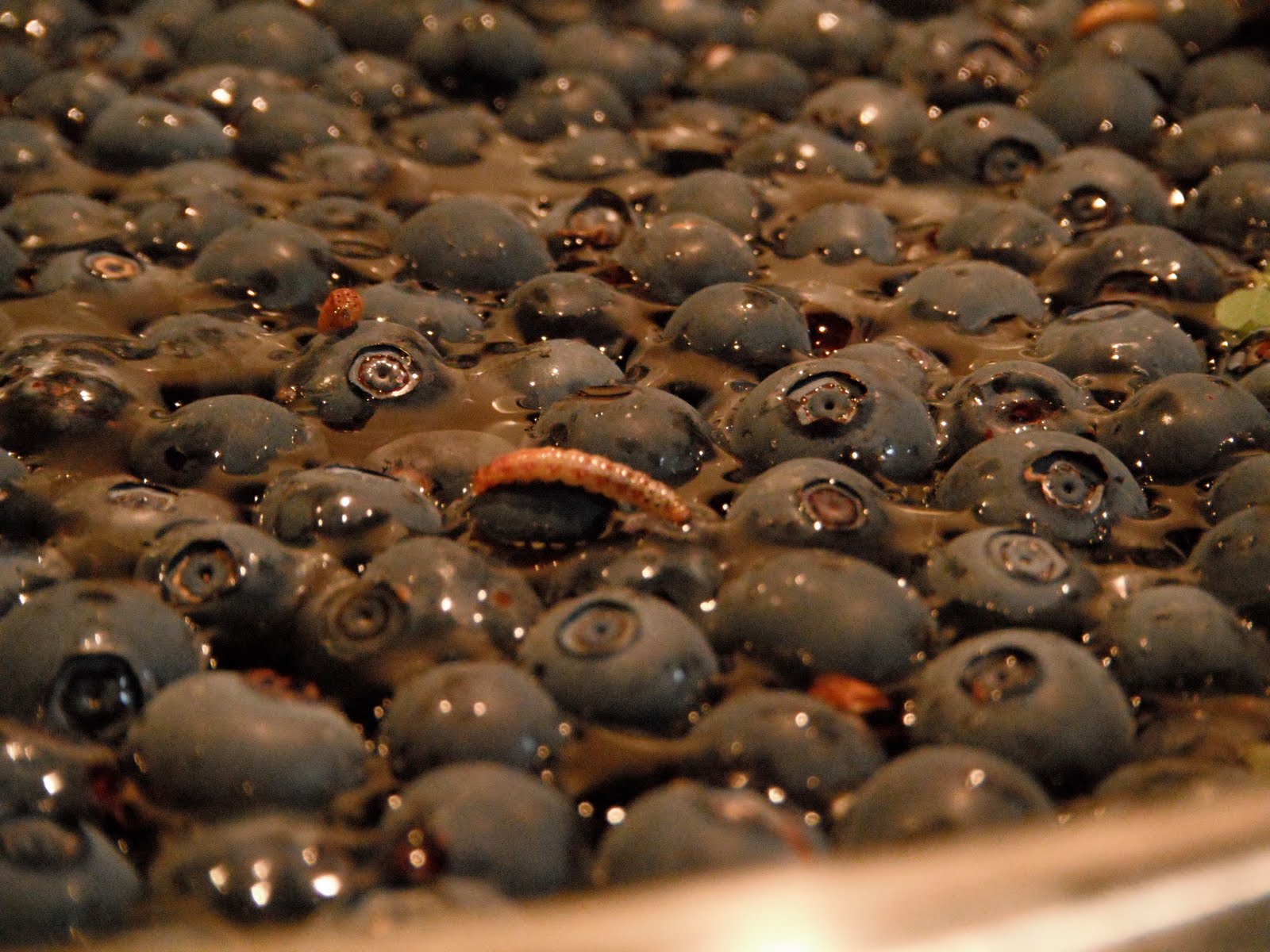 Navigating Juneau Wormholes