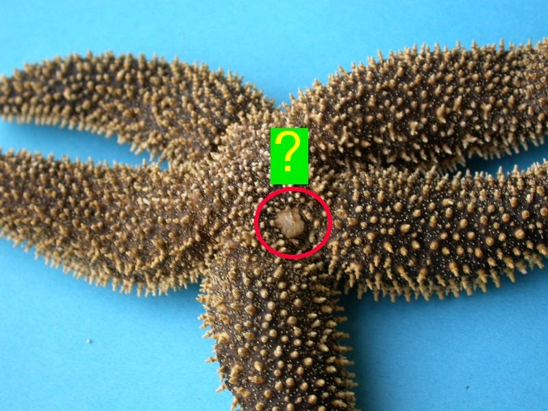 The Echinoblog Secrets of the Starfish Sieve Plate & Madreporite