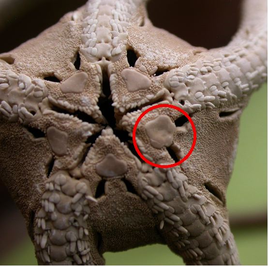 The Echinoblog Secrets of the Starfish Sieve Plate & Madreporite
