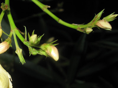 Annieinaustin, yellow oleander
