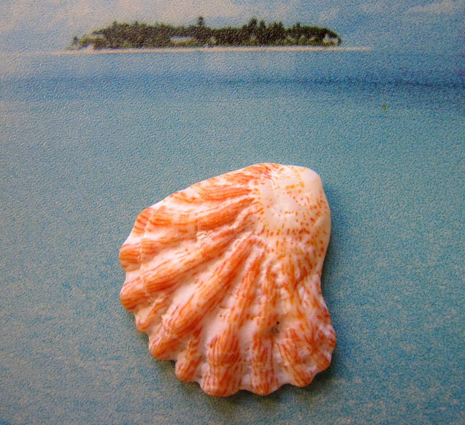 Mango Tango Designs: The Tale of the Cat's Paw Shell