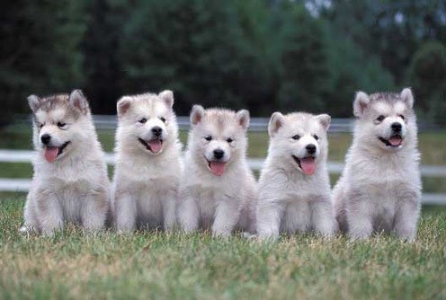 GROUP OF DOGS