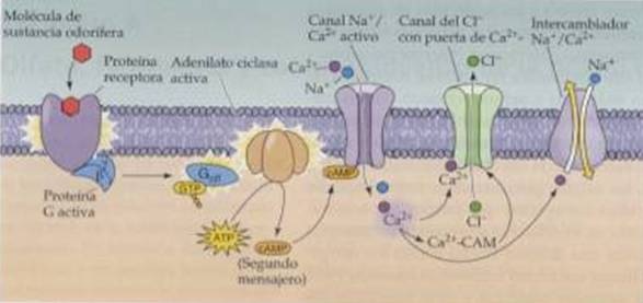 Receptores De Membrana