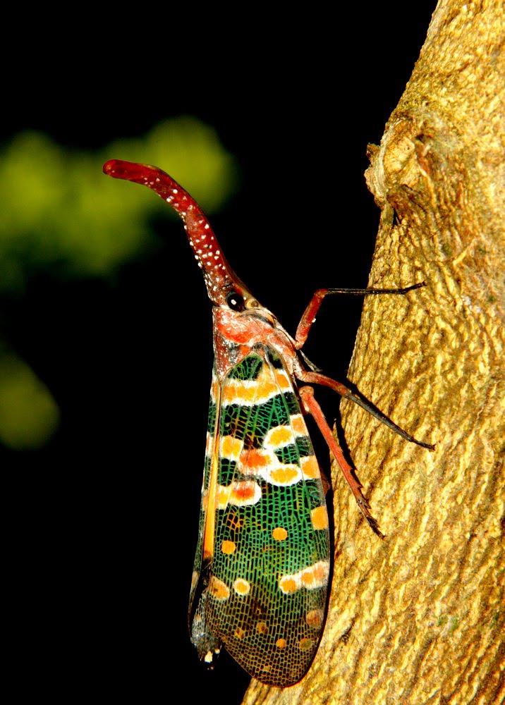 Photographic Wildlife Stories in UK/Hong Kong Lantern Bug