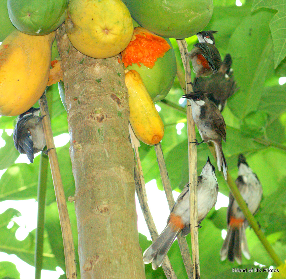 Photographic Wildlife Stories in UK/Hong Kong Happy birdsRedwhiskered Bulbuls enjoying papayas
