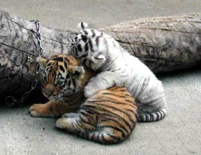 Baby+white+tigers