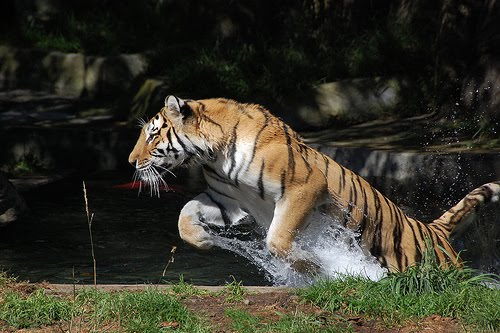 Labels: Siberian Tigers