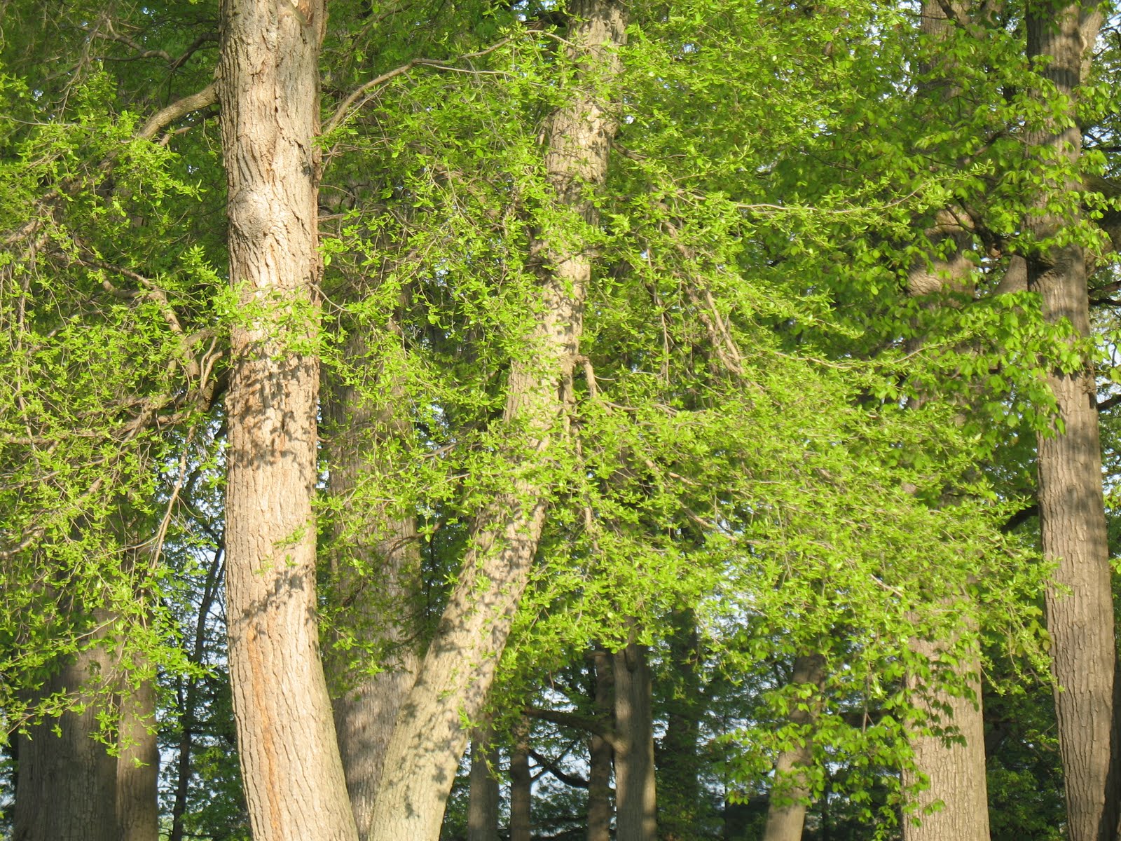 Black Gum Tree