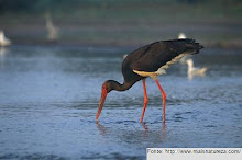 Cegonha-preta - Ave do Ano 2010