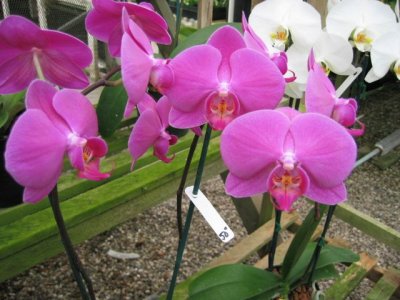 [Orchids-Santa-Barbara.jpg]