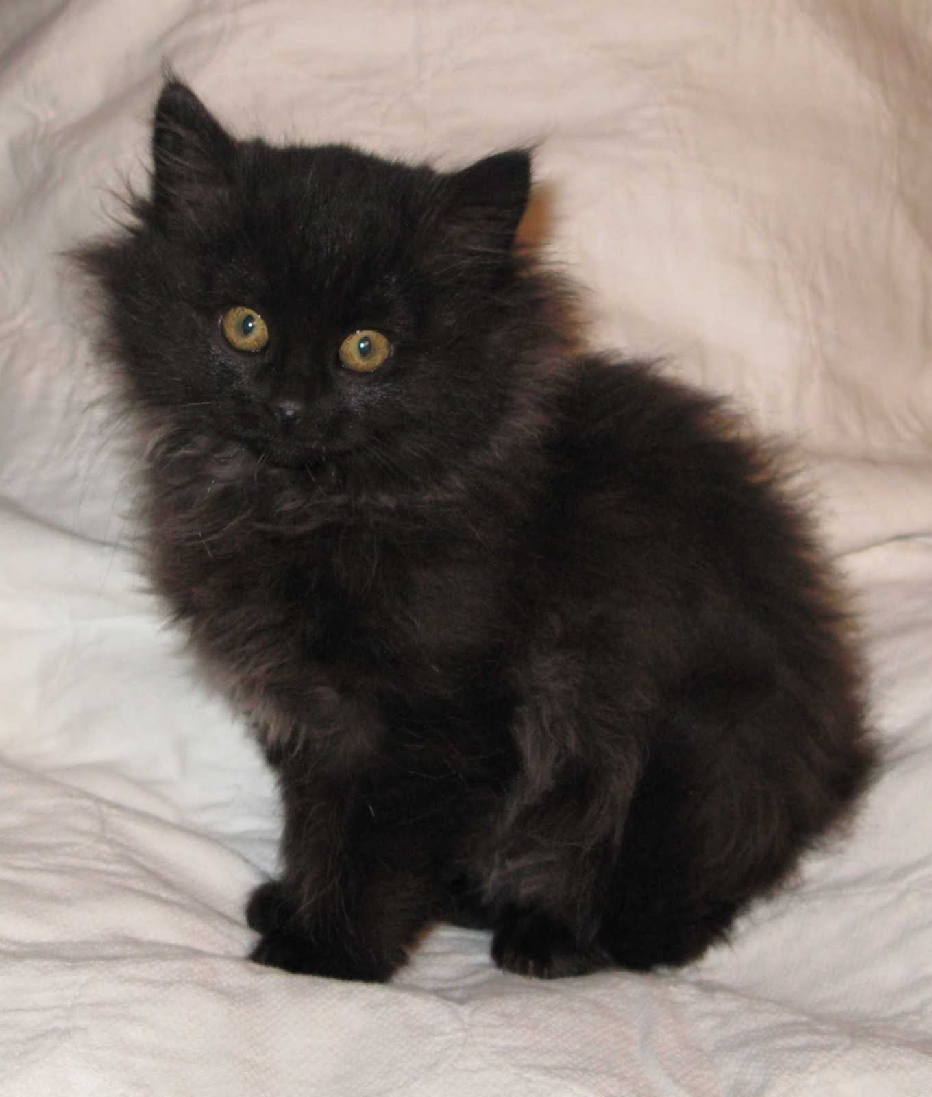 [kitten.jpg]