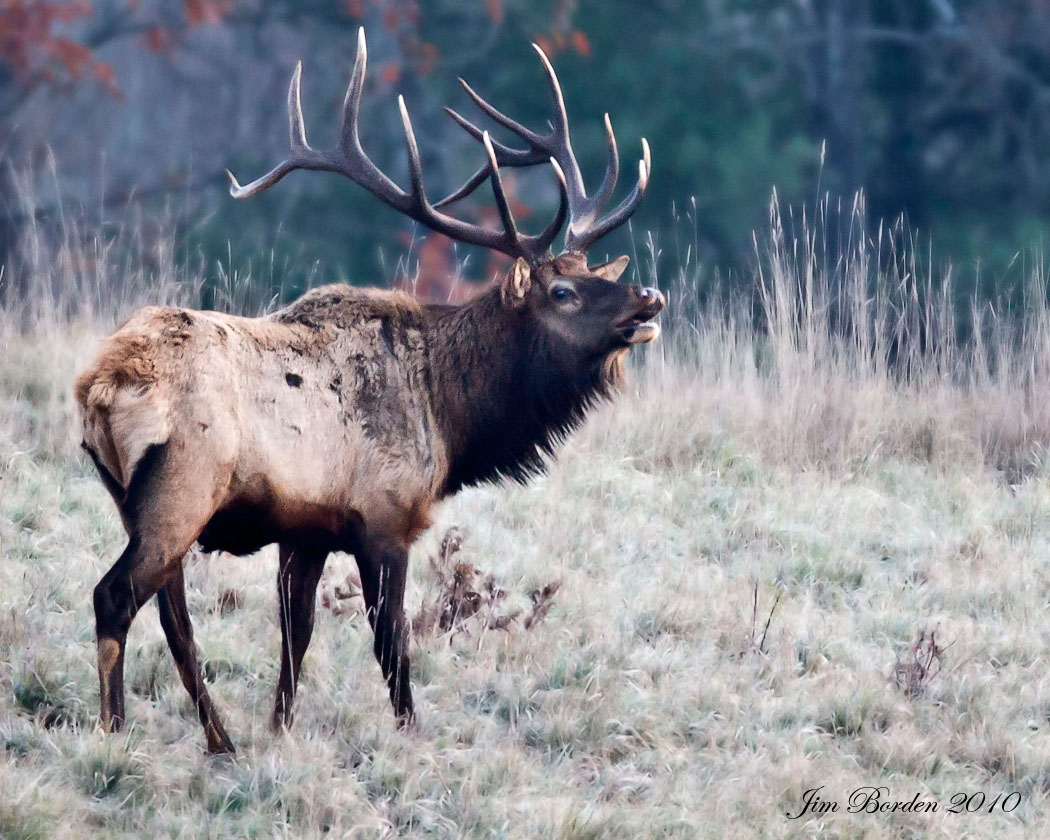 Elk In Pa