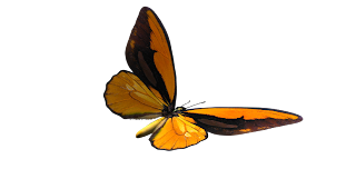 butterfly.png high resolution graphics