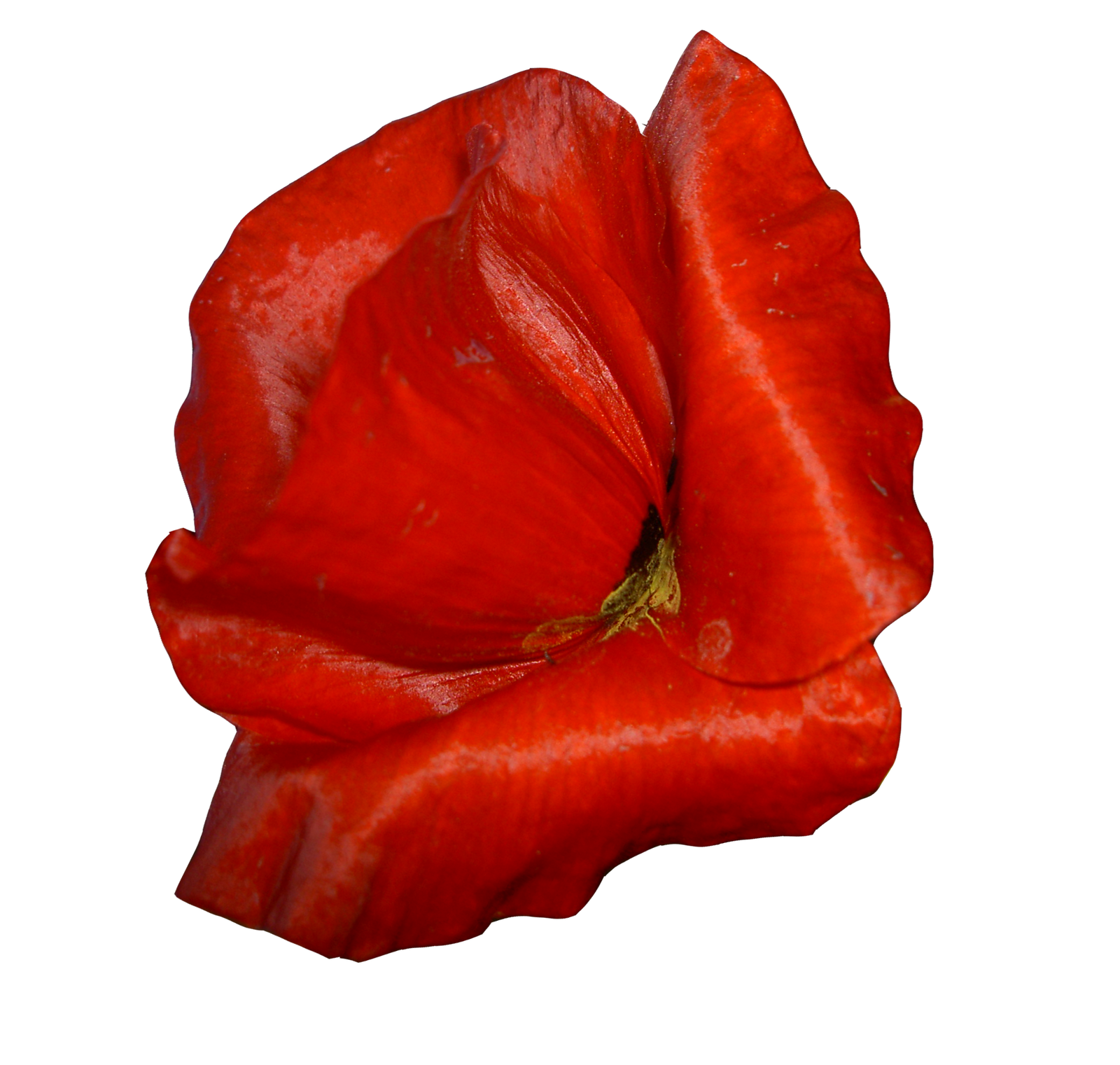 flowers png for collages