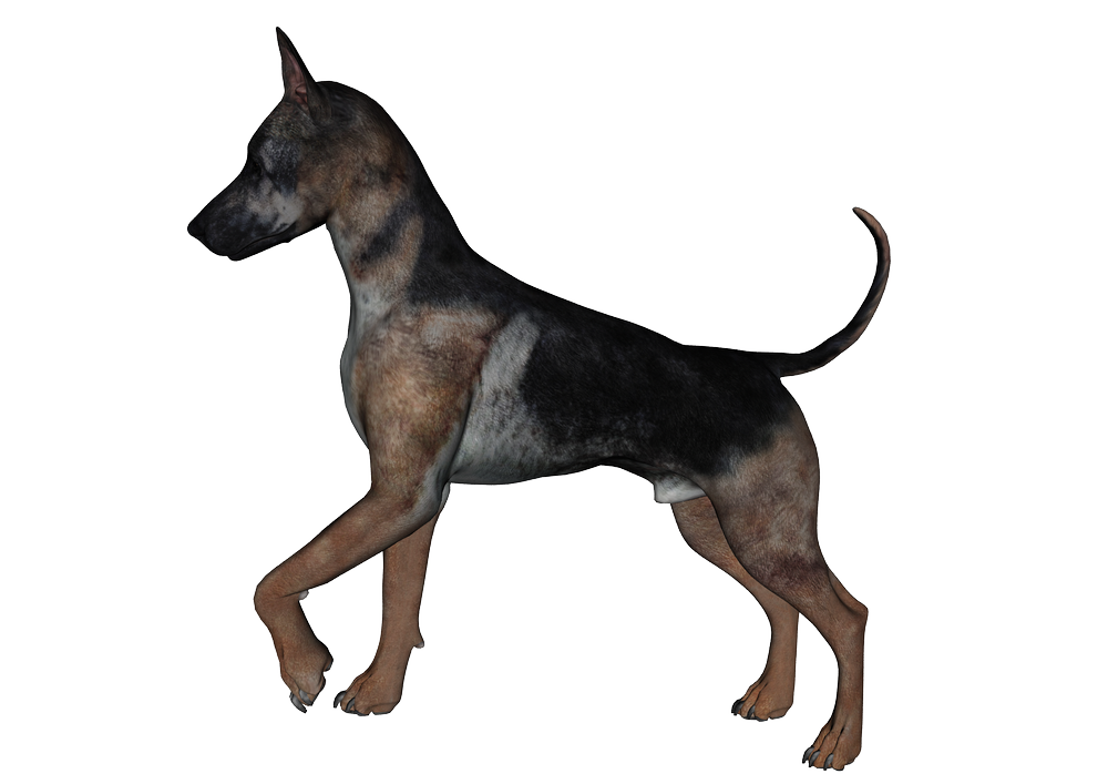 dog png graphics