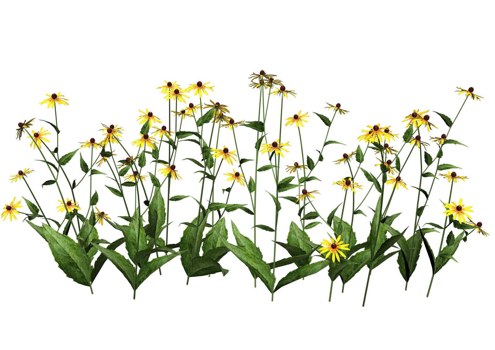 misc plant png