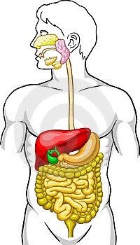 Innovando mi escuela: EL SISTEMA DIGESTIVO