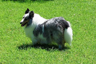 shaved shetland sheepdog