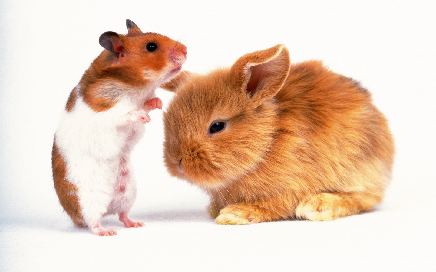 Rabbit Rabbit Rabbit Rabbit | Encyclopedia of World Photo