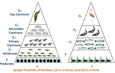 Bioaccumulation Pyramid