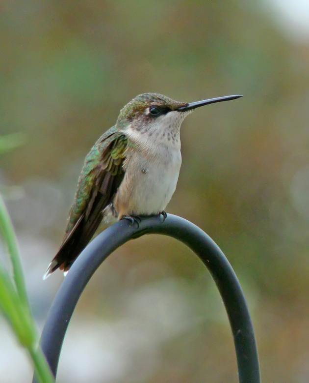[9-5-08-hummingbird-3.jpg]