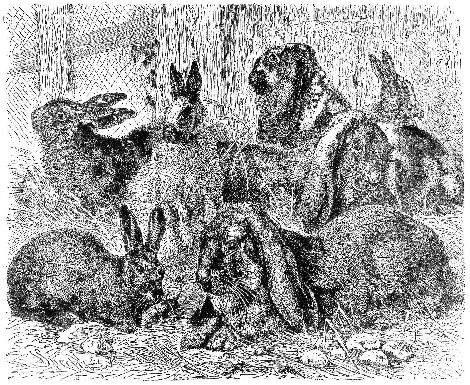 History Of Rabbits
