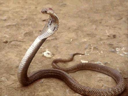 king cobra skin