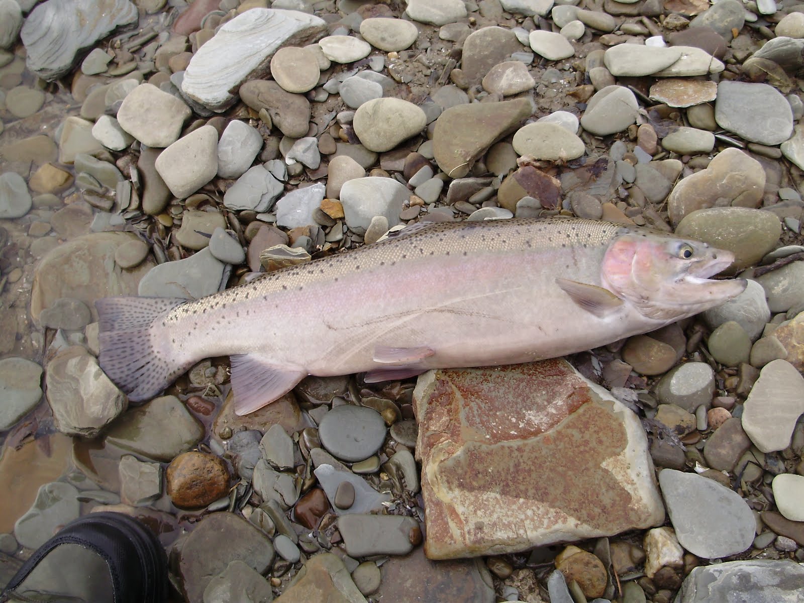 The Slippery Trout A Fly Fishing Blog Fly Fishing for Lake Erie Steelhead