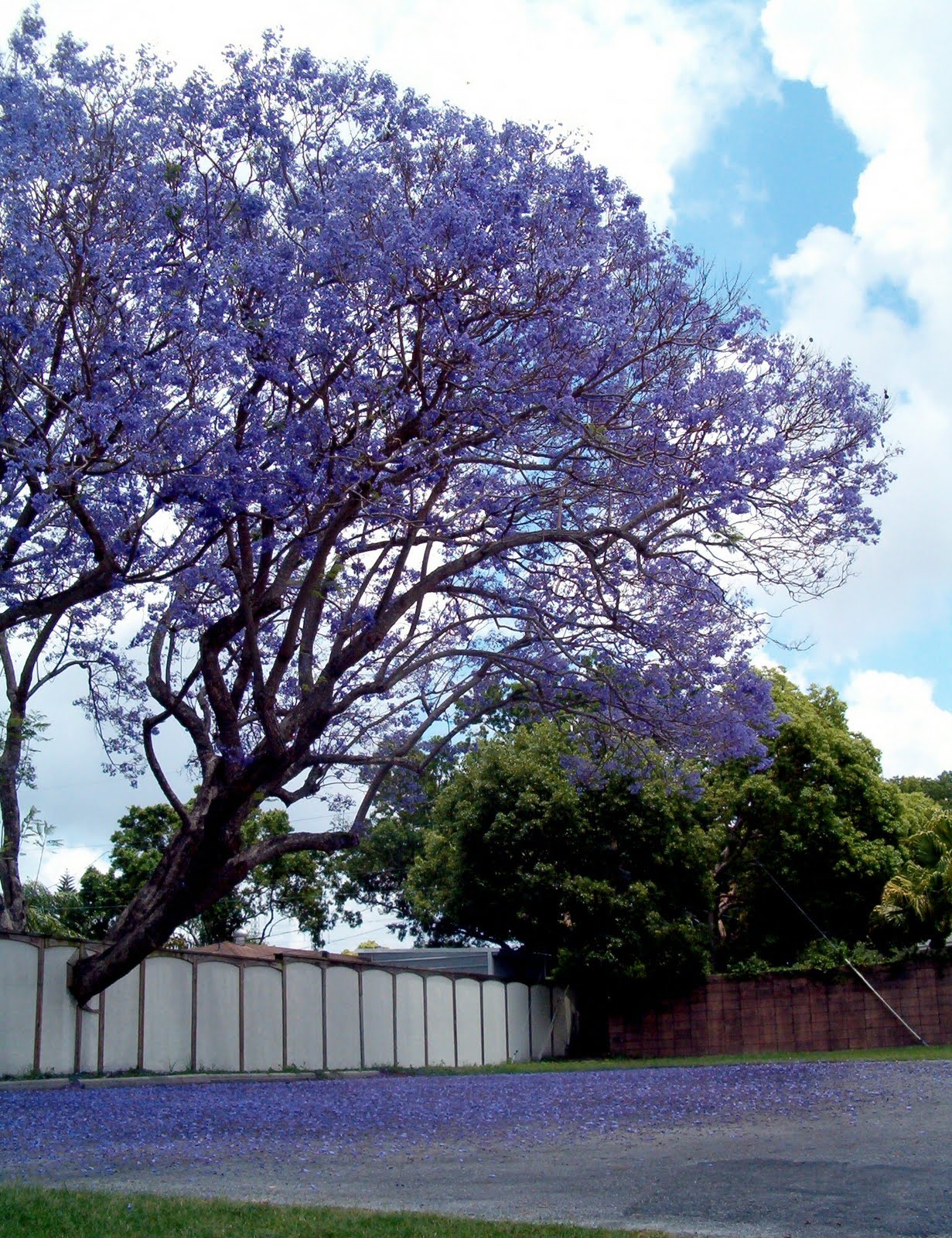 Clapboard Cottage The Jacaranda Tree