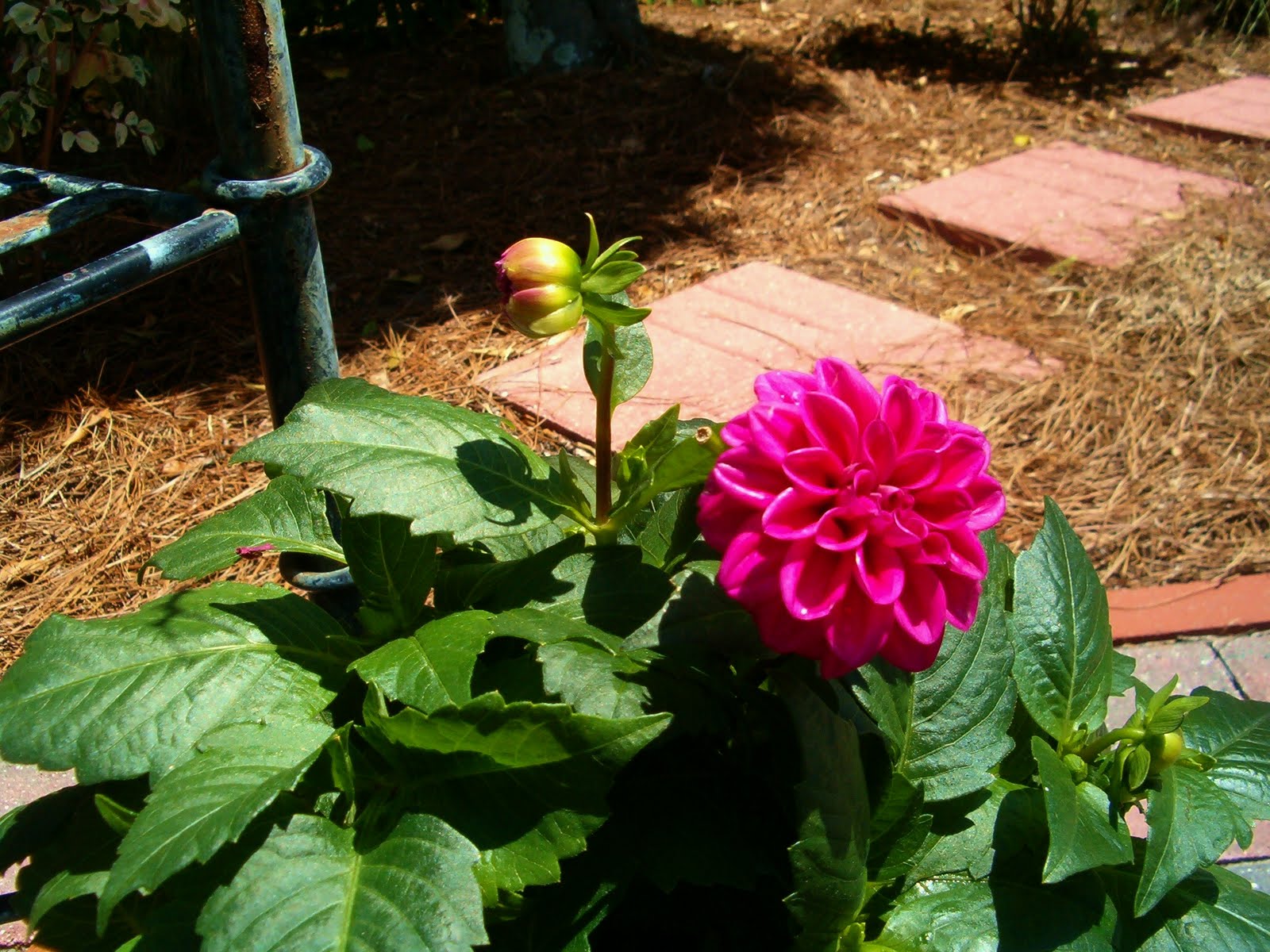 Clapboard Cottage Potted Dahlia in the Courtyard