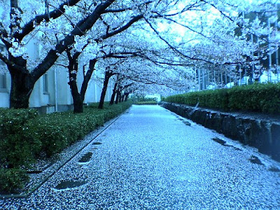 Foto Bunga Sakura Jepang