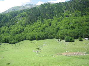 SUBIENDO PO LA PENDIENTE HAY QUE PASAR POR EL BOSQUE PARA LLEGAR AL CIELO